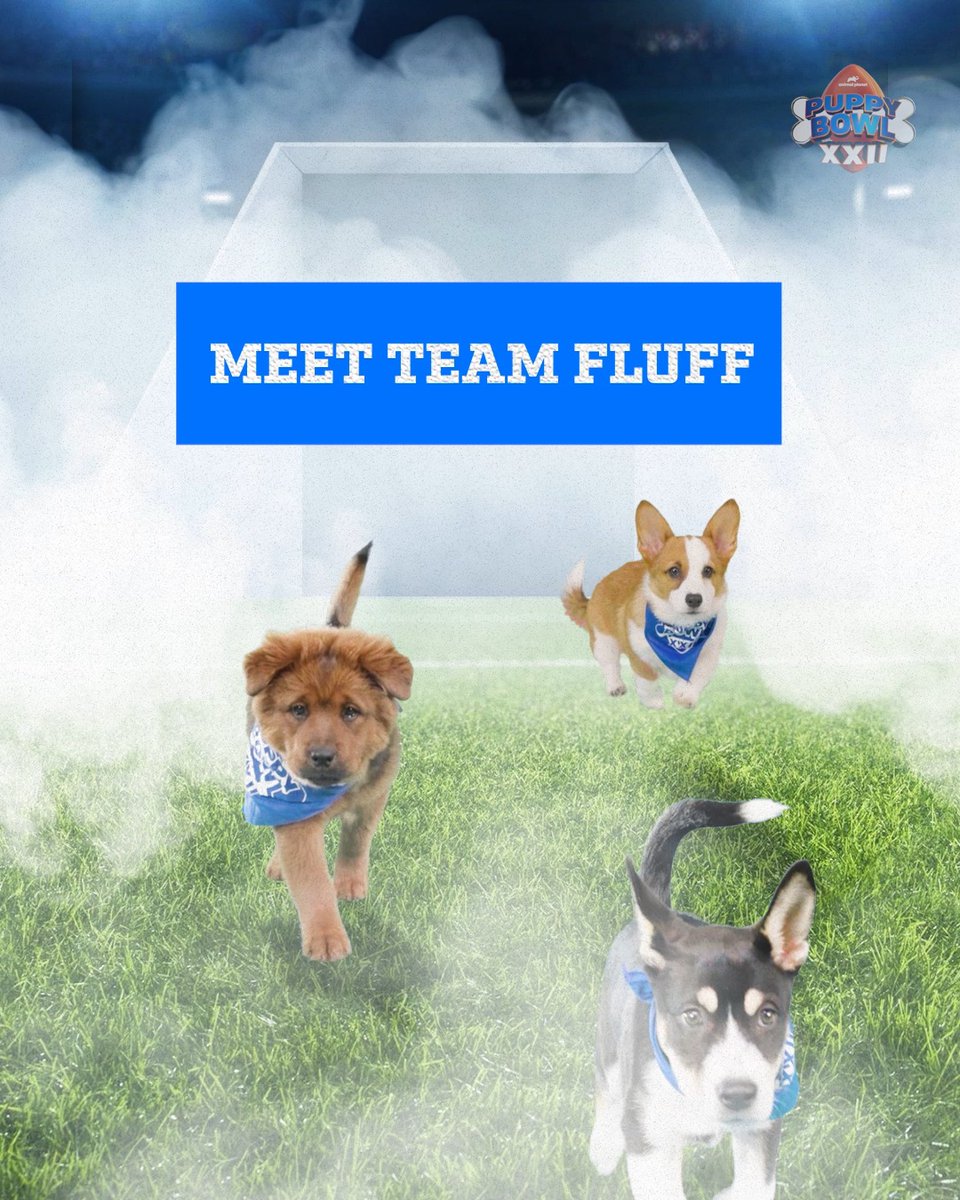 Team Fluff charges onto the field! #PuppyBowl starts soon at 2p ET | 11a PT on Animal Planet! 🏈