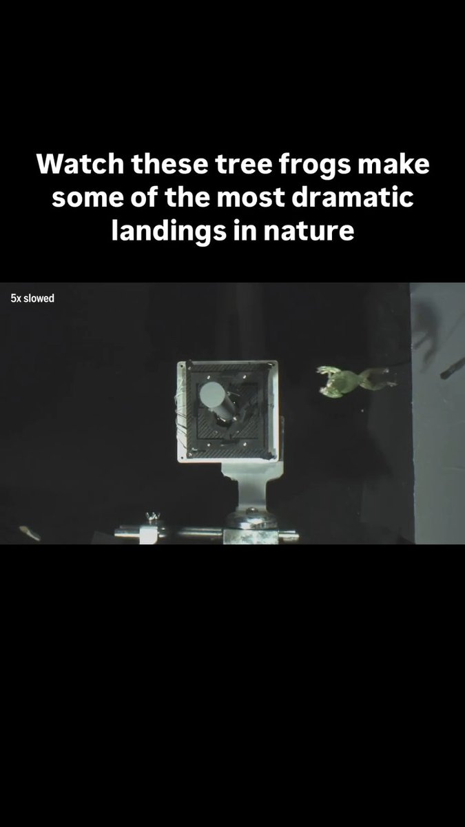 When Chinese flying tree frogs (Polypedates dennysi) leap through the forests of China and Southeast Asia, a single missed connection could send them plummeting to a slimy end. Fortunately, they’ve evolved a few lifesaving contortions to grab hold of vertical branches and trunks, according to a study from 2024. Researchers filmed five of the tree frogs making hundreds of jumps in the lab onto poles of various diameters—ranging from dime-size to the width of a toilet paper roll. The amphibians made split-second adjustments depending on the pole’s diameter and how far off course they had veered. They either sailed past their targets before grabbing on with a sticky-padded hand or foot at the last moment, or belly-flopped heavily against the surface and embraced it. By far, the frogs preferred to grab poles with an outstretched hand and whip around. But as the poles grew narrower, they used their feet and their bellies more often to stick the challenging landings. Their angles of approach in the air might dictate whether the animals use their gangly limbs or resort to an inevitable belly-flop impact, the researchers proposed. Learn more: #ScienceMagArchives