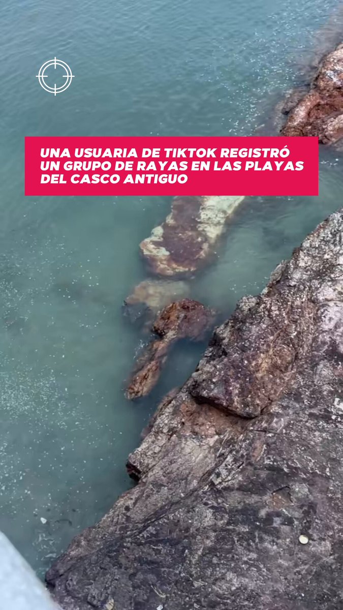 Una usuaria de TikTok registró un grupo de rayas en las playas del Casco Antiguo