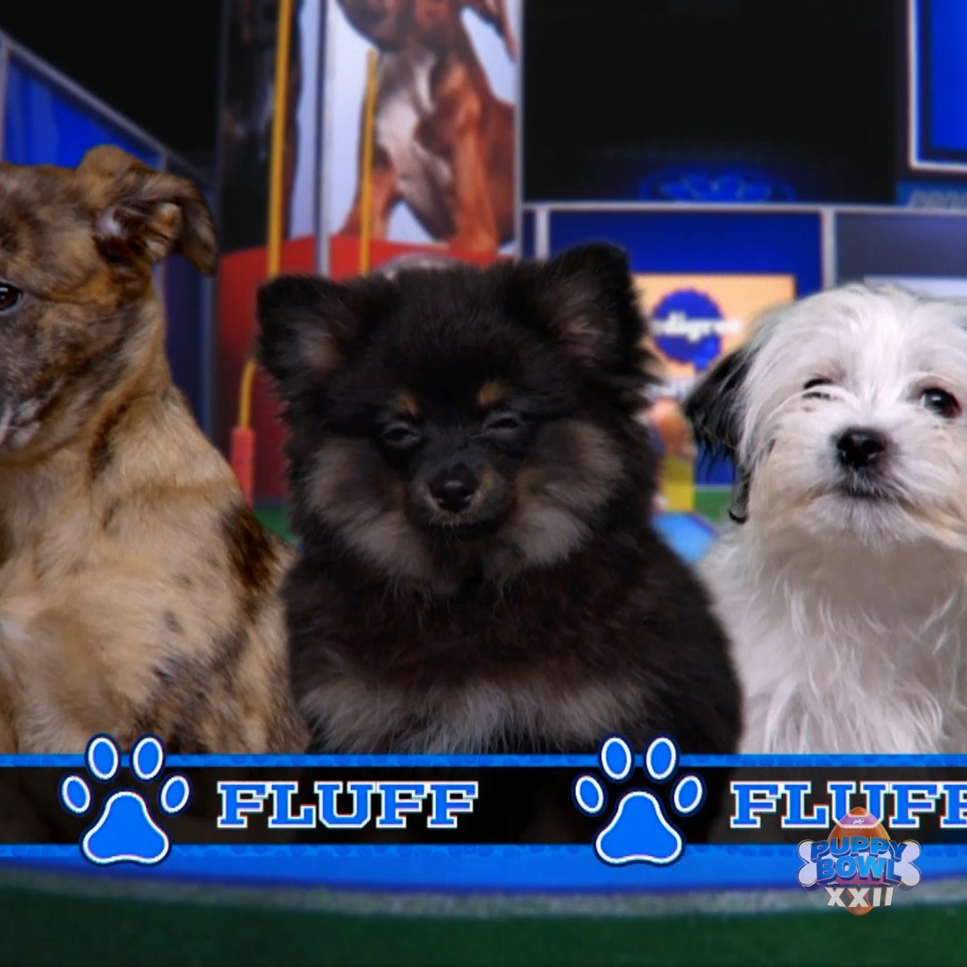 Let's hear it for TEAM FLUFF! #PuppyBowl