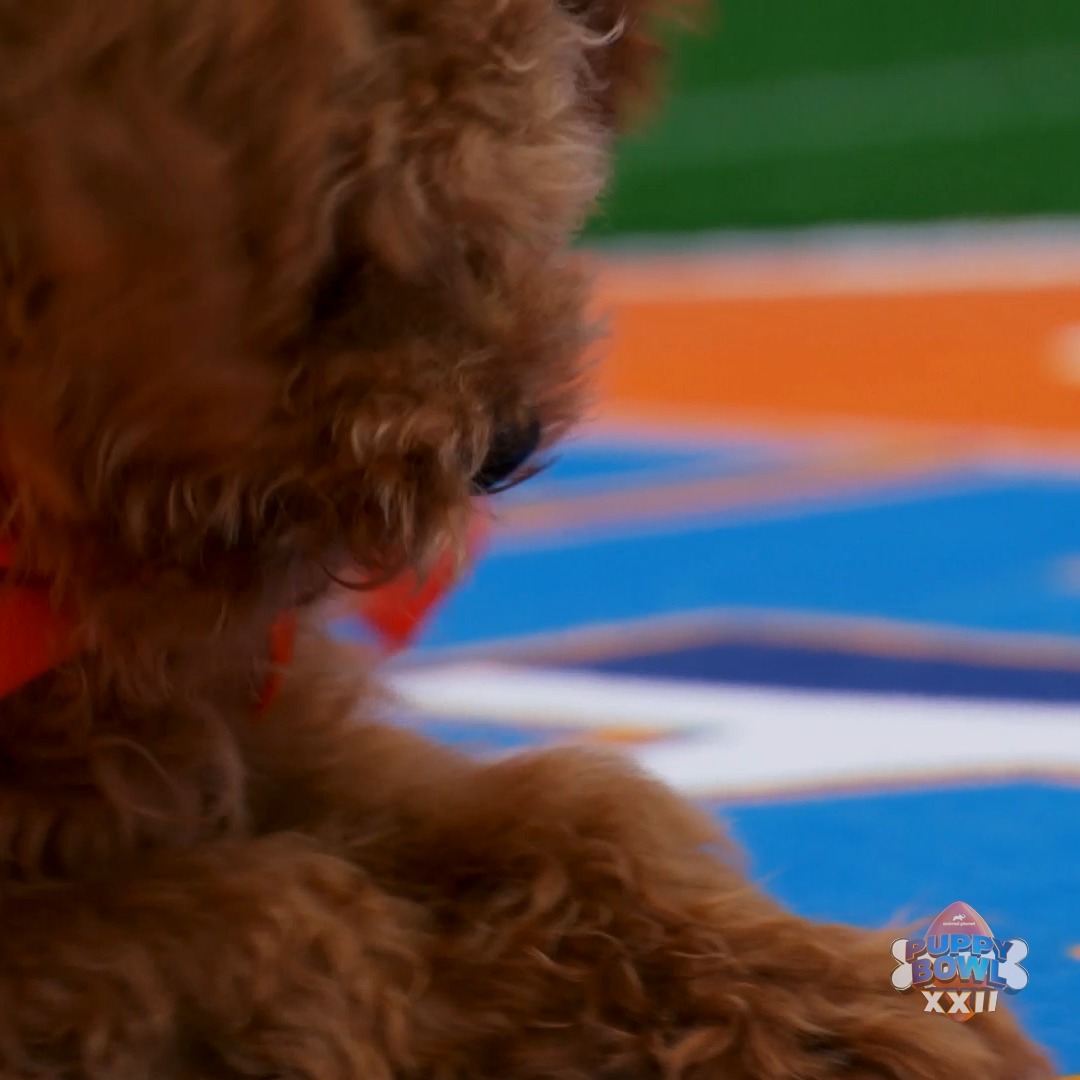 Oscar FUMBLES, then RECOVERS, then FUMBLES the ball! It's pandemonium on the field! #PuppyBowl