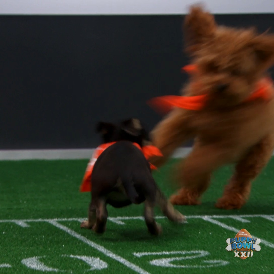 Gold Nugget said byeeee ✌️ #PuppyBowl