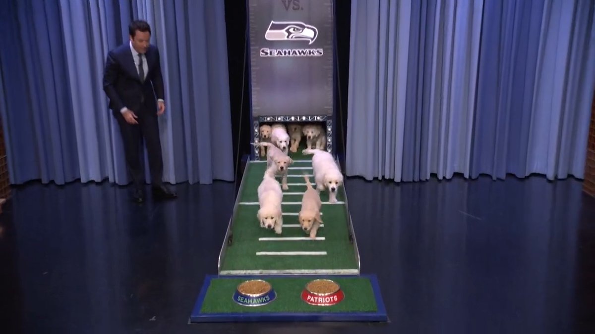 Tonight Show Puppy Predictors Super Bowl Edition: Seattle Seahawks vs. New England Patriots 🐾 #FallonTonight #SuperBowl #SBLX