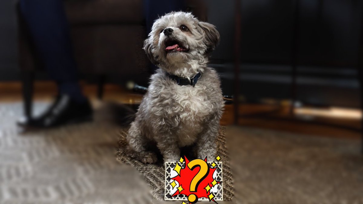 Tucker’s Super Bowl pick is in! 🐶 🏈