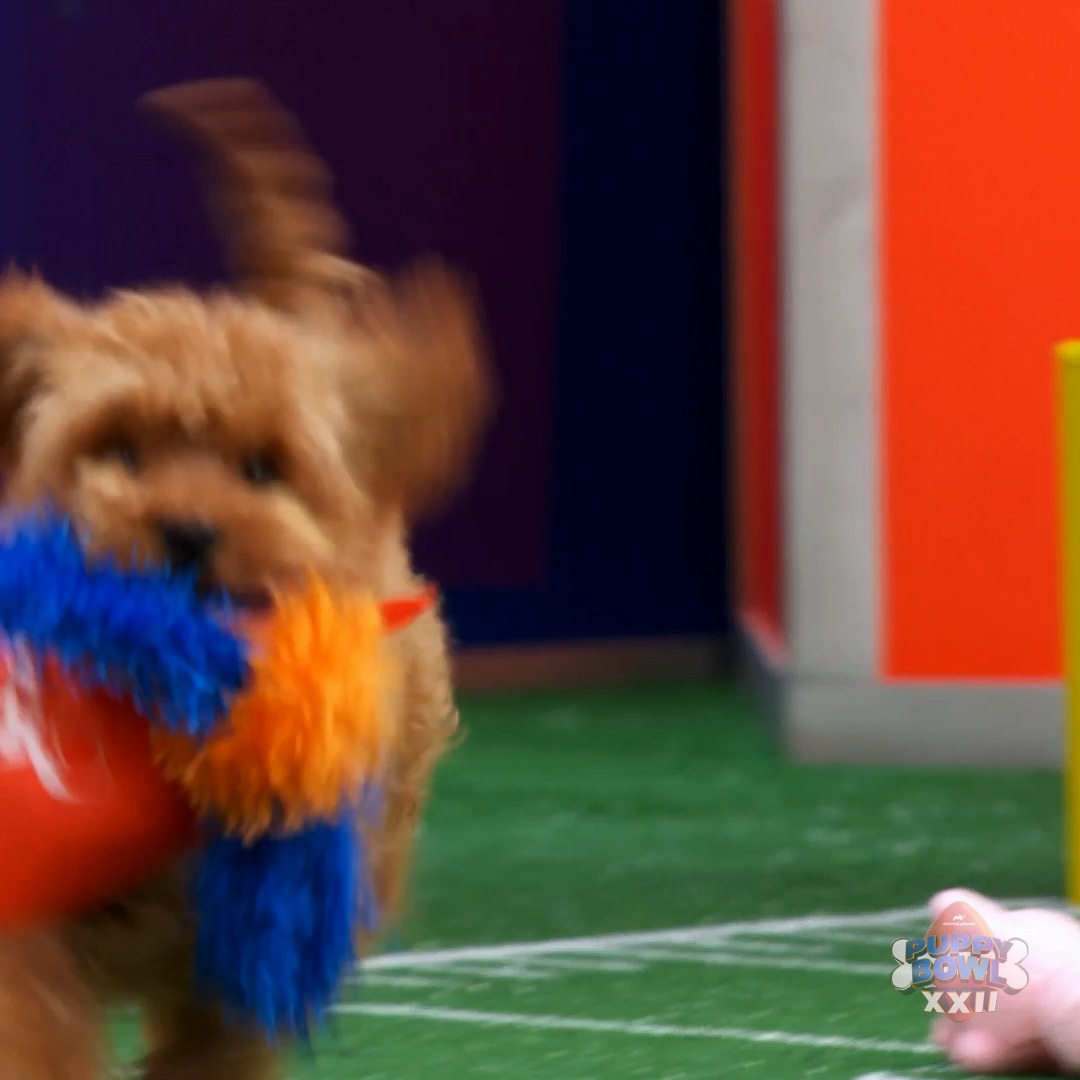Oscar stayed determined and TOOK IT TO THE HOUSE! #PuppyBowl