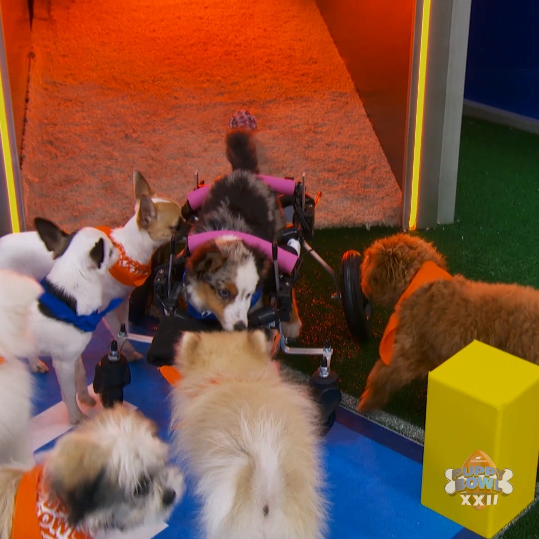 Teigan isn't afraid to give it her all! #PuppyBowl