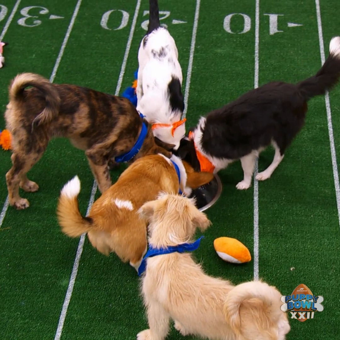 Chappell Bone is making a splash at this year's #PuppyBowl 💦