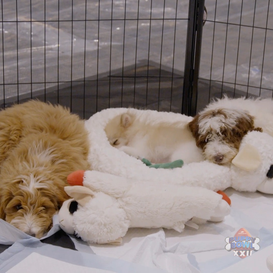 It's nap cam time 🥰😴 #PuppyBowl