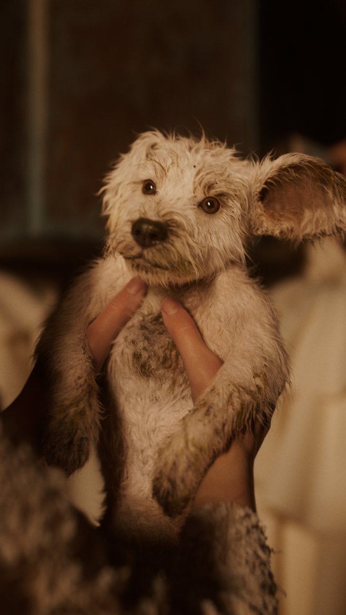 Watch out universe. #Supergirl lands in theaters June 26. #PuppyBowl continues on Animal Planet for more out-of-this-world cuteness.