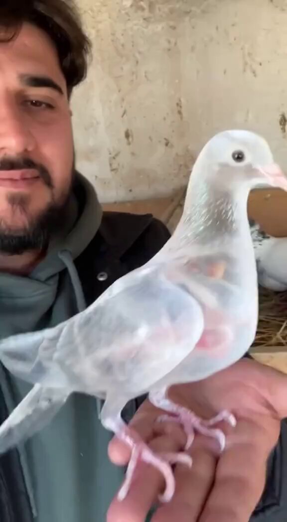 شاب تركي يعثر علي نوع حمام شفاف نادر جدا