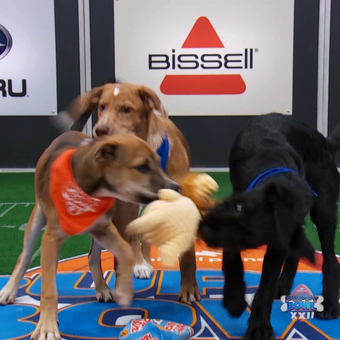 Roly is NOT giving up that easily 🙅 #PuppyBowl