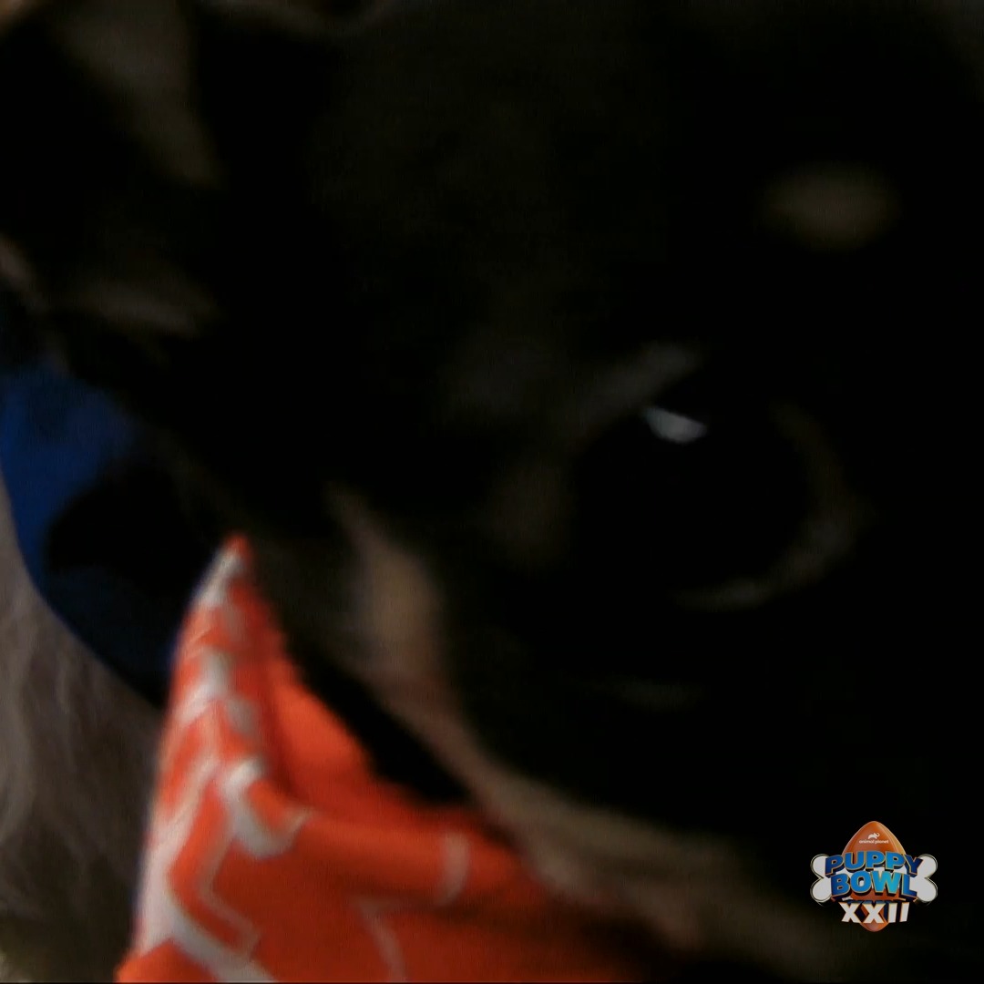 PEEK A BOO from Gold Nugget 💛 #PuppyBowl