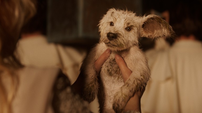 ◥◣ ◢◤ ◥◣ ◢◤ この犬に要注意🐶 ◢◤ ◥◣ ◢◤ ◥◣ 映画『スーパーガール』2026年夏公開！