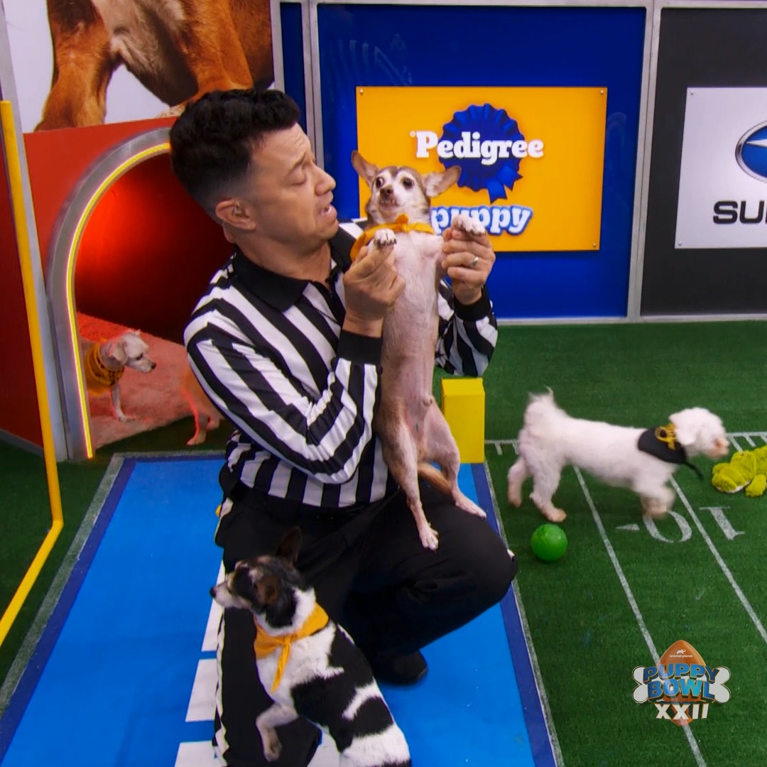 ALL the enthusiasm for that big play 😁 #PuppyBowl