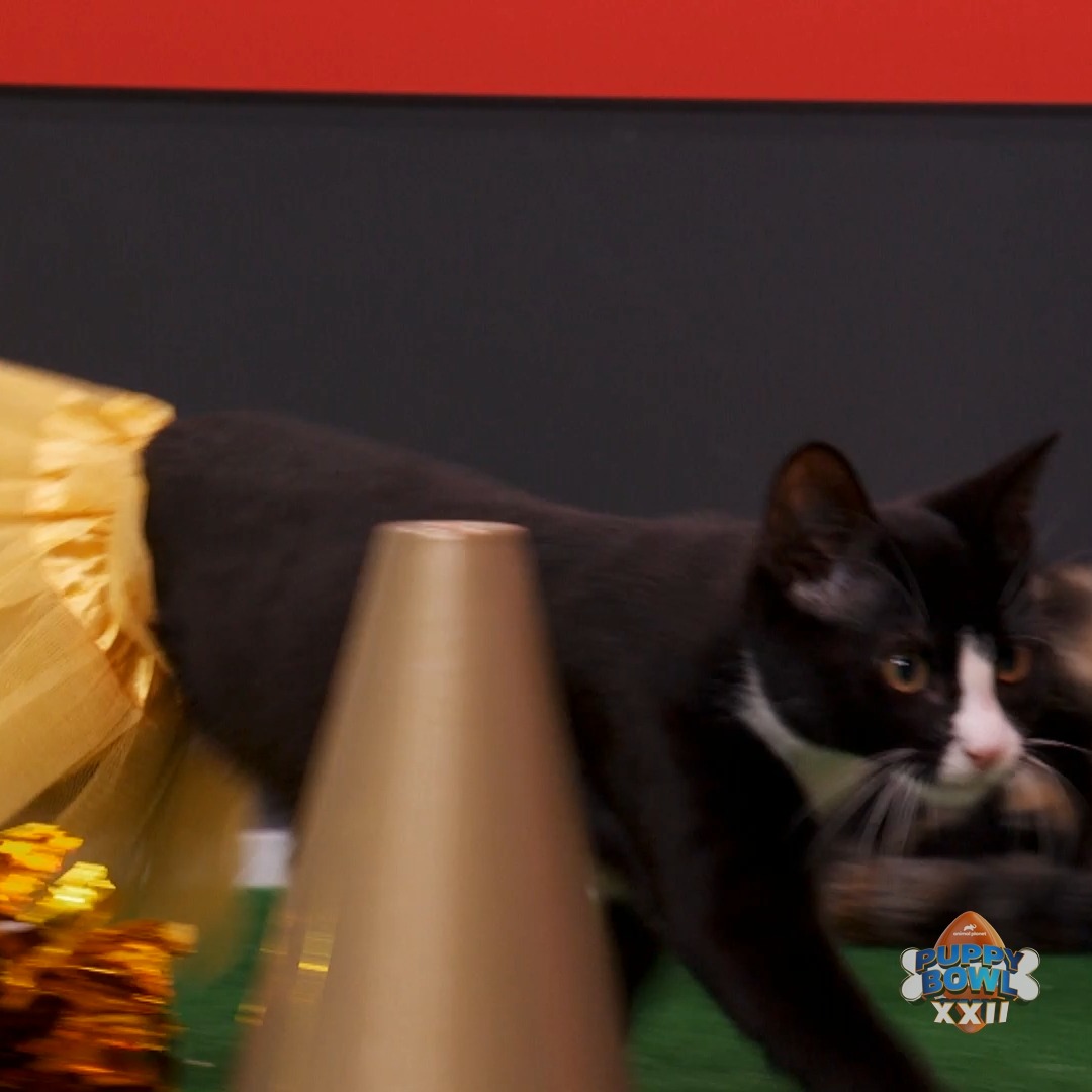 Our kitten cheerleaders LOVED the halftime game! #PuppyBowl