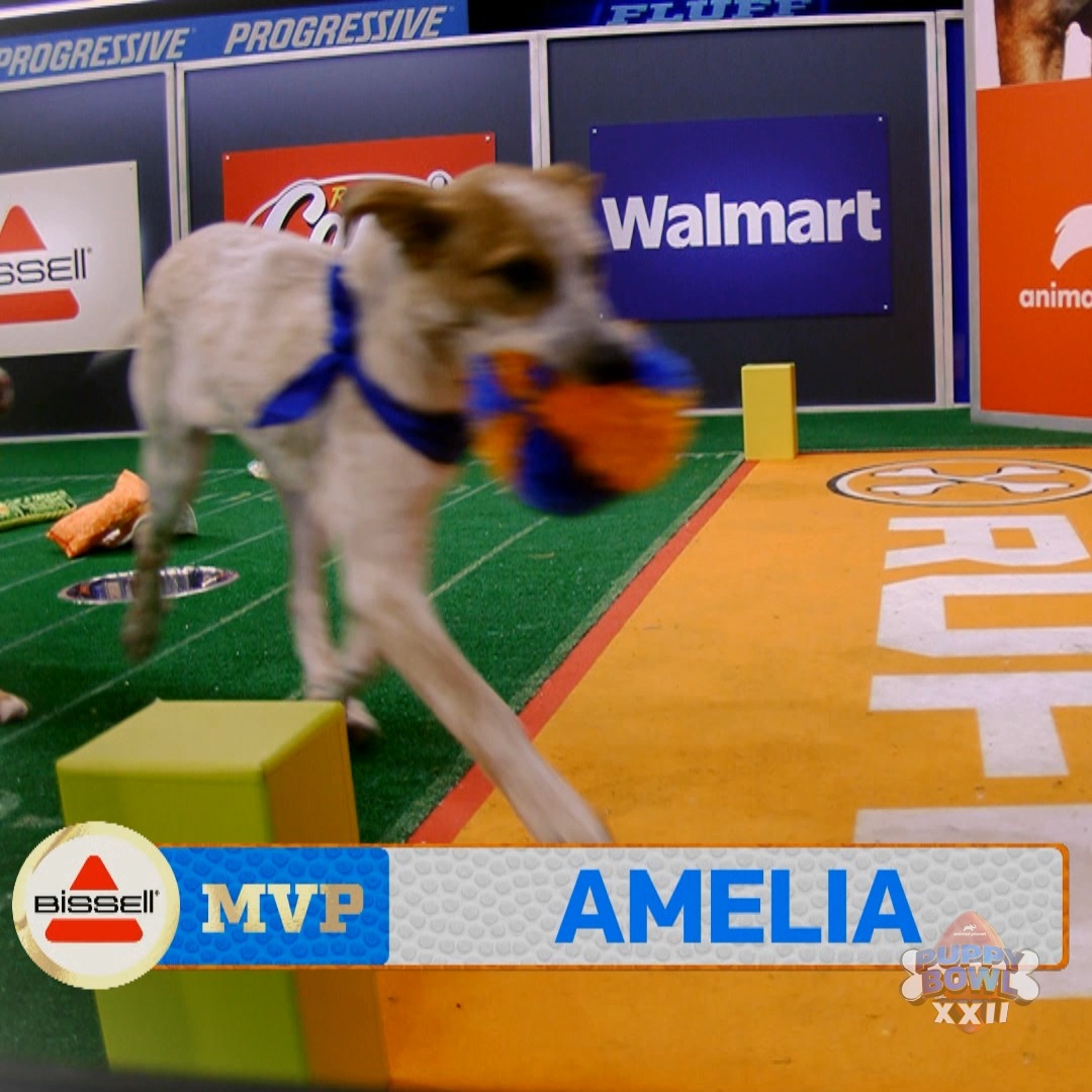 We've got our third and final MVP contender: AMELIA! Head to our Instagram stories to vote on who you think should take the title! #PuppyBowl