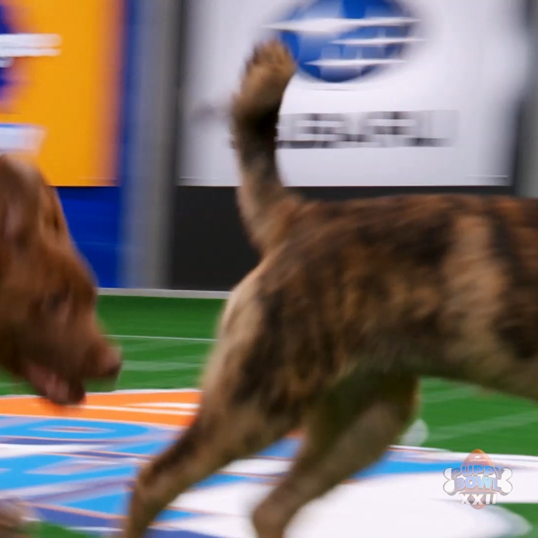 This is your FINAL CHANCE to give your #PuppyBowl XXII MVP vote! Head to our Instagram Stories to let us know who you think should take the title!