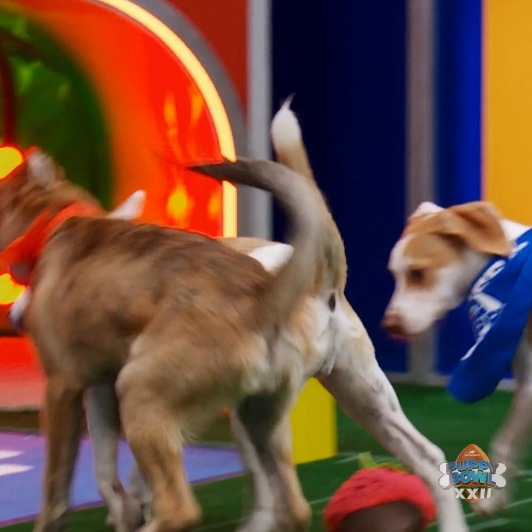 And Pickles KICKS IT IN for 3️⃣! #PuppyBowl