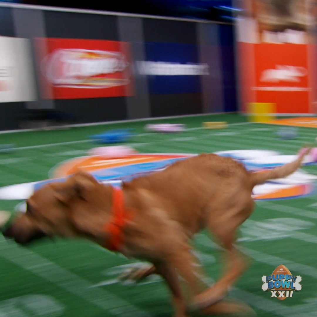 Just look at Miss Coco's SPEED! 😵 #PuppyBowl