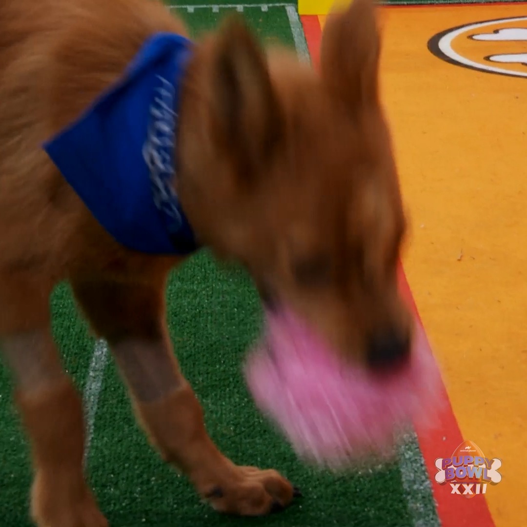 AN INCREDIBLE FINAL PLAY that resulted in a REVIEW!?!? 😱 #PuppyBowl