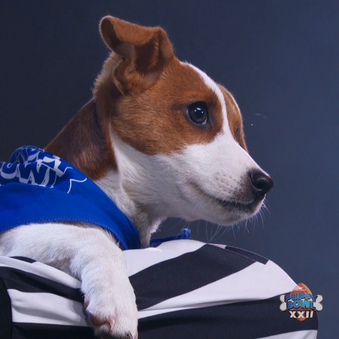 And congratulations to the Team Fluff captain! 💙 #PuppyBowl