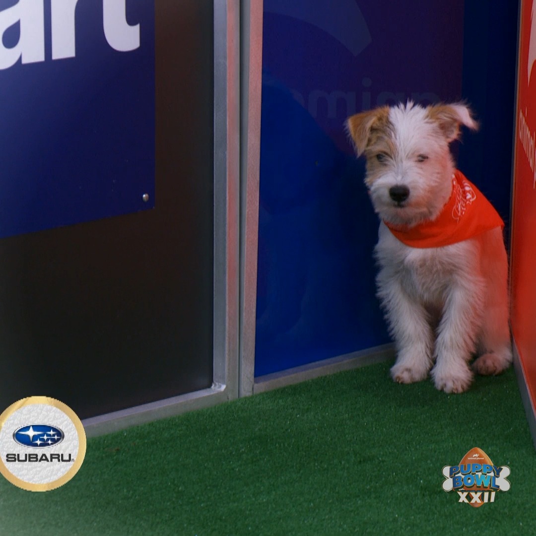 The winner of the Underdog award is timid pup REMY! ☺️ #PuppyBowl