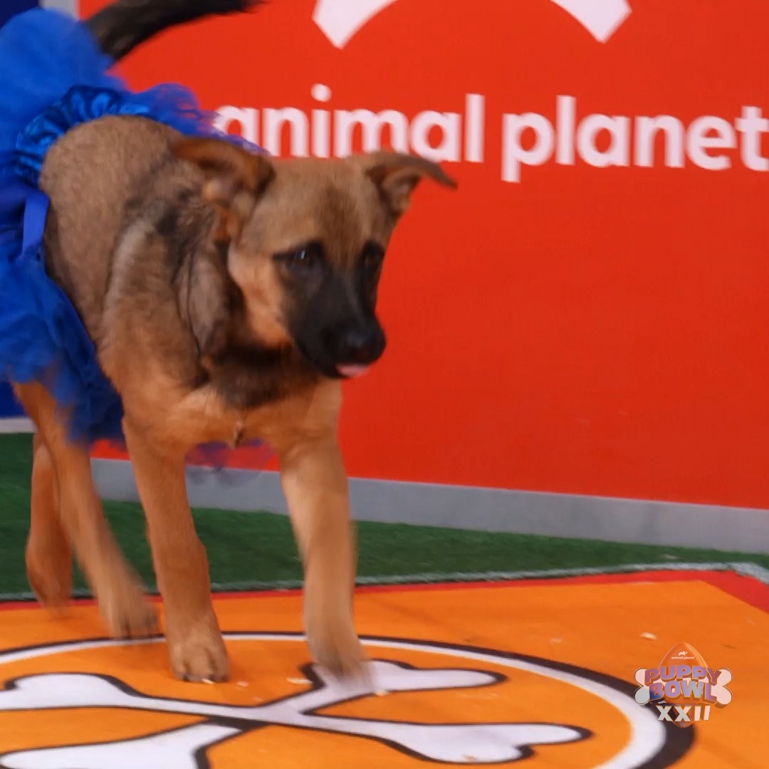 Team Fluff cheerleaders give it their all as they cheer on their team 💁‍♀️ #PuppyBowl