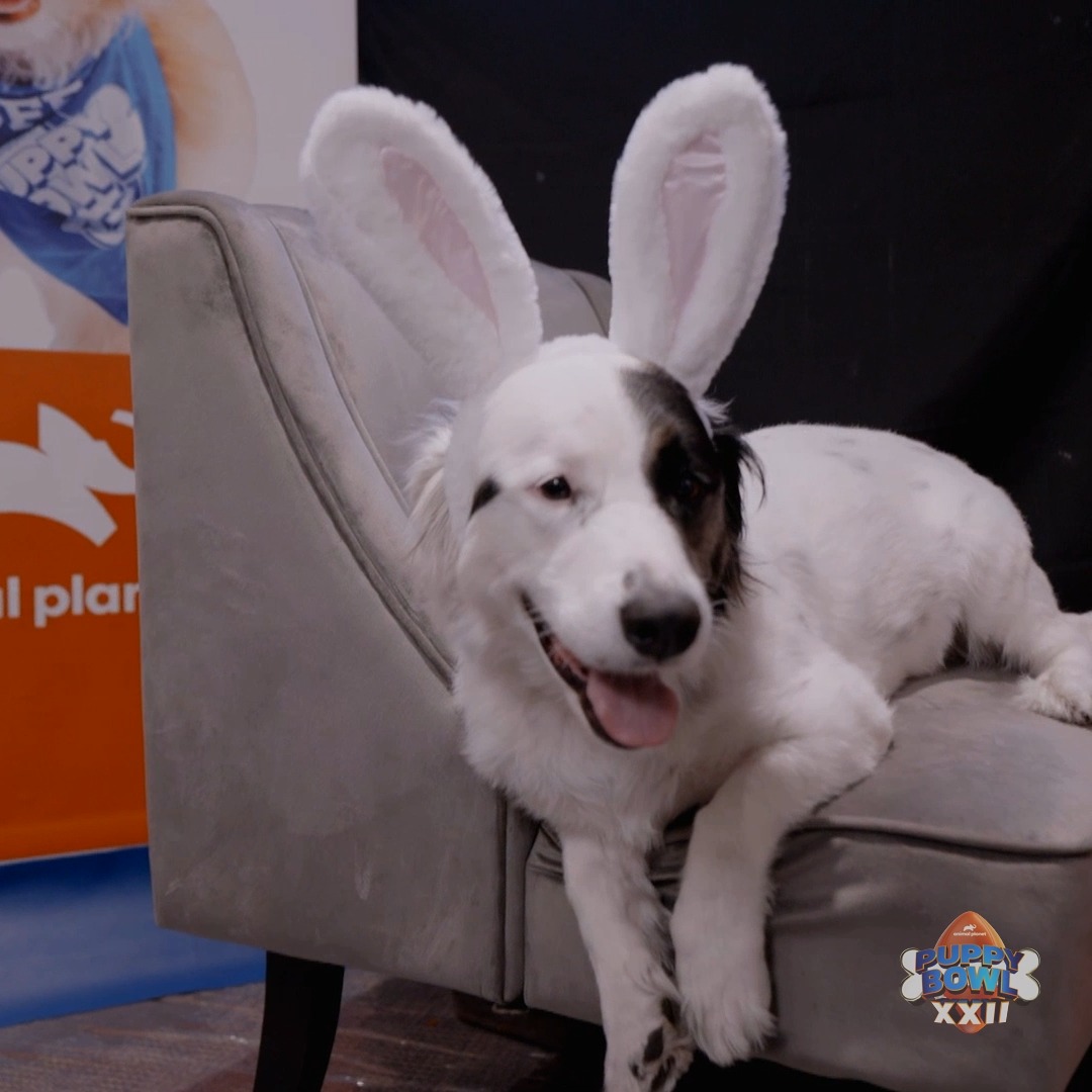 Introducing: Bad Doggy 🐰 #PuppyBowl