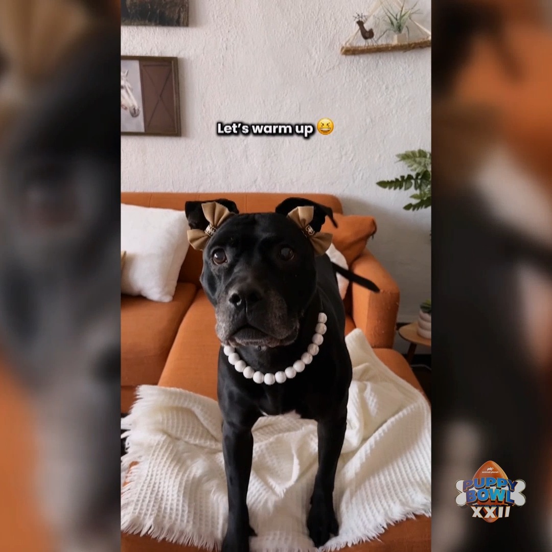 Akira the Black Pit has all the best #PuppyBowl tips! 🏈