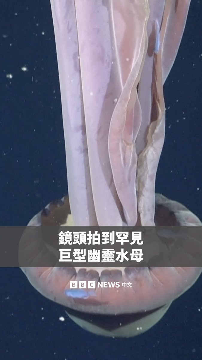 科学家在南大西洋阿根廷附近海域进行深海探索时,发现了一种罕见的水母,其体长可达10米。这种巨型幽灵水母,是由施密特海洋研究所的科学家在距离海面约250米深处拍摄到的。 研究人员表示,它们的四条“手臂”并不是会刺人的触手,而是用来捕捉鱼类和浮游生物等猎物。