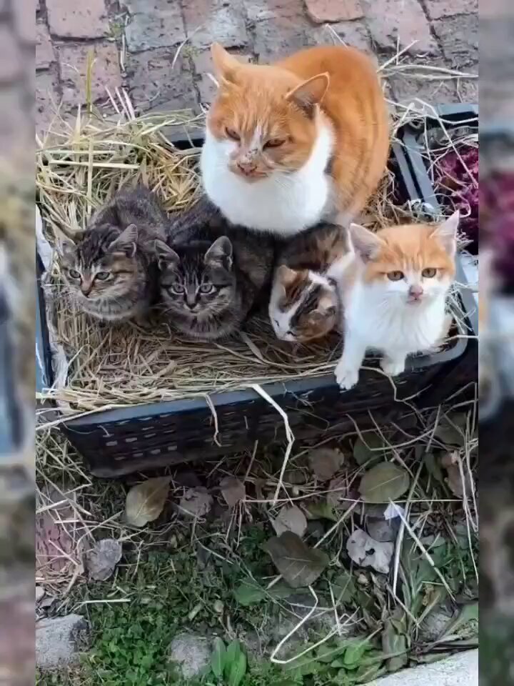 Mama cat says "Meow Louder so she can hear and give us food"