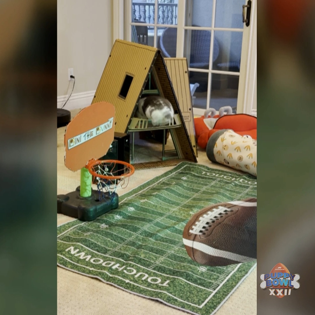 Giving all the bunny energy during #PuppyBowl XXII! 🐇🐇🐇