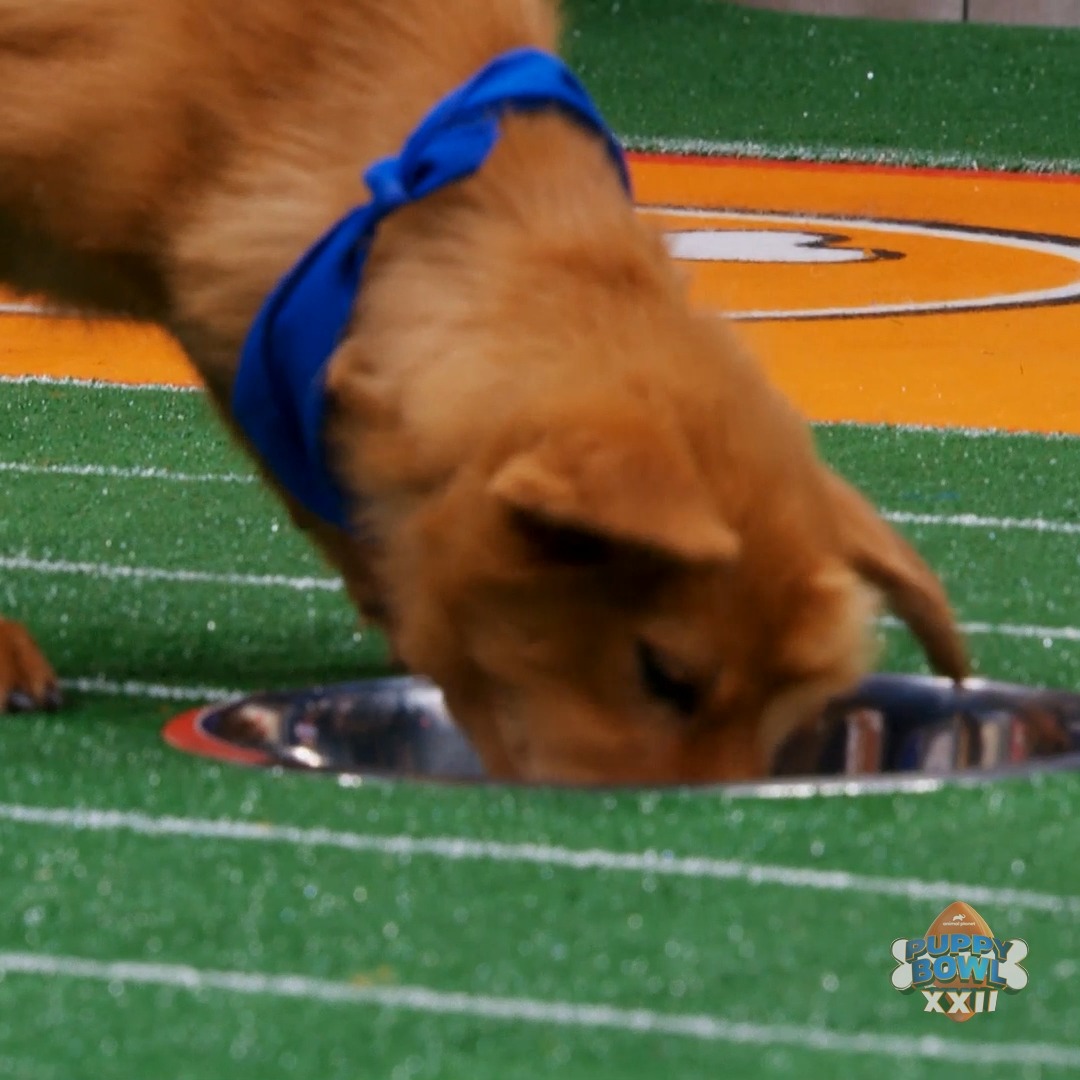 Staying hydrated is KEY to winning #PuppyBowl XXII!