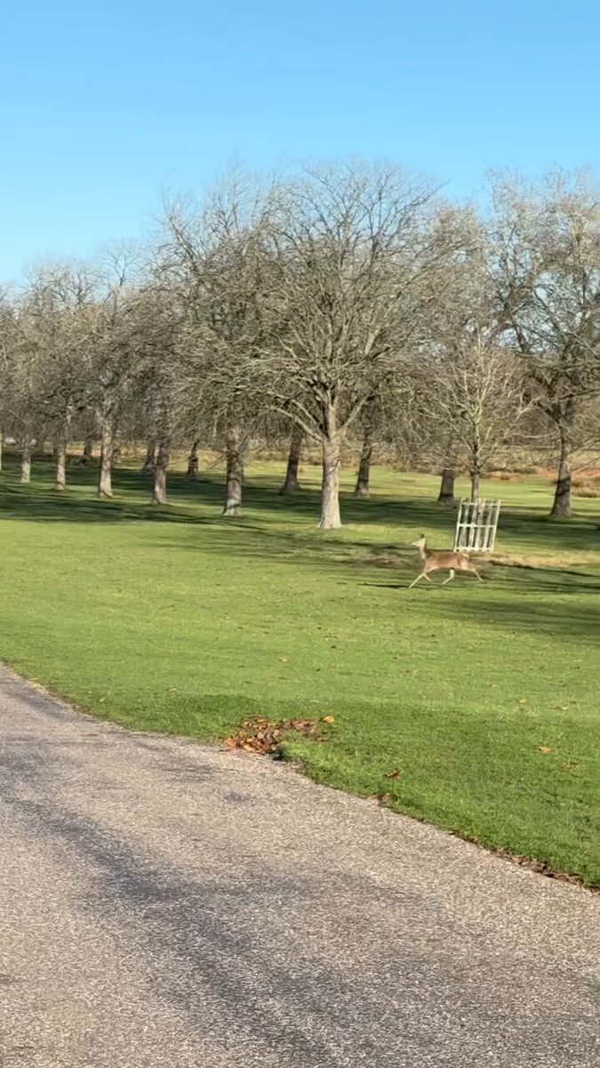 Didn't knew ALL deer on Earth decided to move to the UK 🦌🦌🦌 📍 Windsor great park UK 🇬🇧