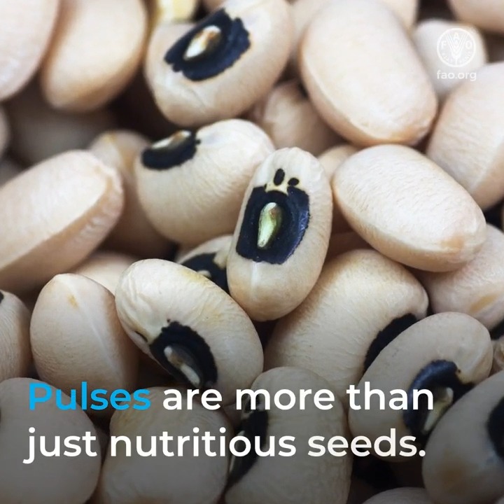 🫘 Pulses are more than just nutritious seeds. 📽️ Watch to find out how these nutritious seeds help us combat climate change and protect our natural resources👇 #LovePulses #WorldPulsesDay