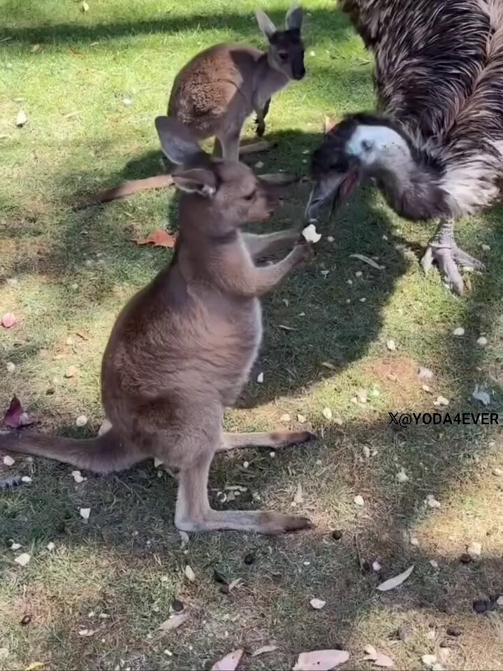 Hey, that was mine..🦘😅