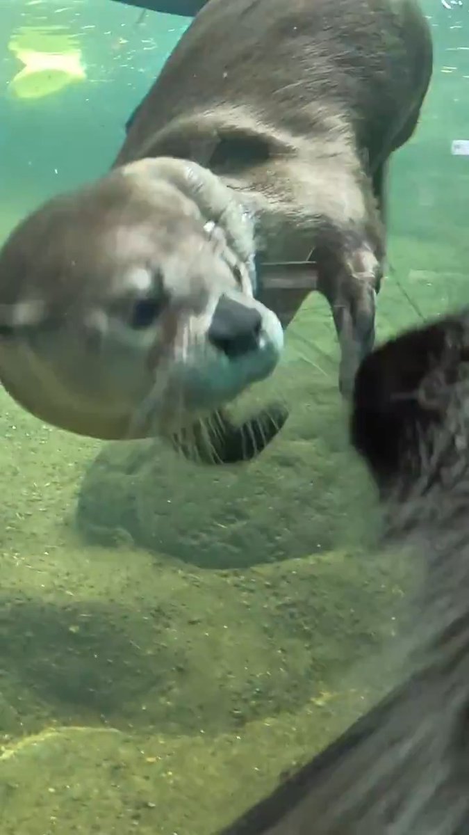 Nettle spent some quillity time with the river otters