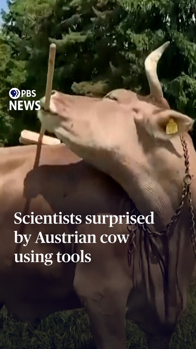 An Austrian cow named Veronika is surprising scientists with her ability to deliberately use a tool — specifically, picking up a broom with her mouth to scratch her back. "Despite millennia of domestication for productivity, livestock have been almost entirely excluded from discussions of animal intelligence. Veronika's case challenges this neglect," researchers wrote in their study, which was published last month in Current Biology. "Perhaps the real absurdity lies not in imagining a tool-using cow, but in assuming such a thing could never exist." William Brangham has more. Horizons from PBS News, dives into the science, health, technology and environmental issues making headlines each week. Visit the PBS News website to watch this week's episode.
