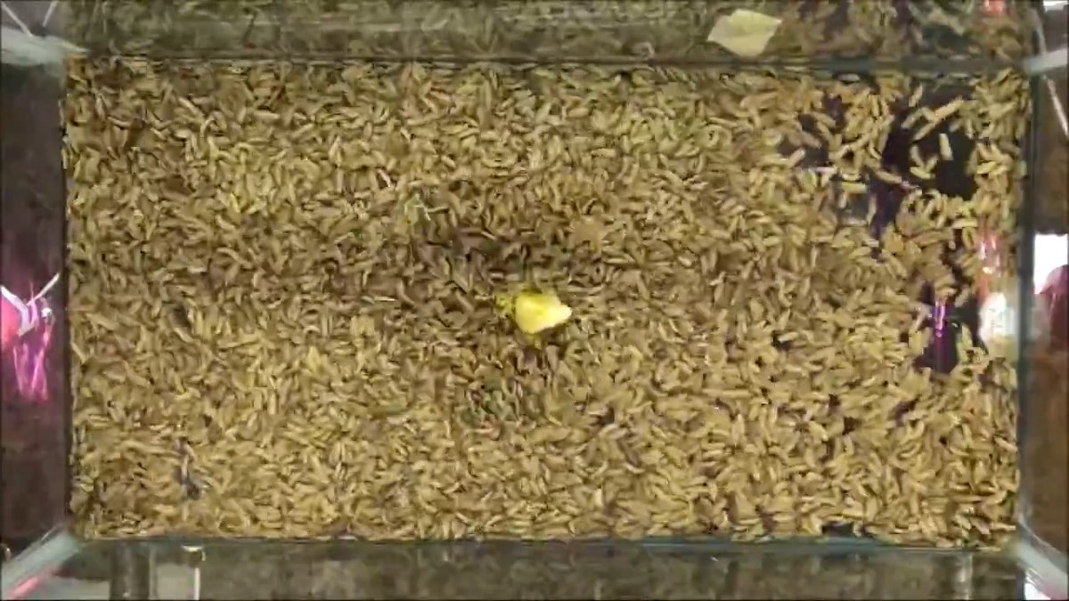 If you’ve got the stomach for it, you can watch 10,000 maggots demolish a pizza in 2 hours. Thanks to this research, scientists have a better sense of how these fly larvae gobble food so quickly, a possible boon for sustainable food production. Some companies are collecting a bit of the 1.3 billion tons of food waste humans produce annually and feeding it to hordes of maggots. Once they’re plump on rotten leftovers, the larvae can be turned into high-protein food for animals such as chickens and fish that humans are more interested in eating. To study how these maggots stuff themselves on large quantities of food, researchers recorded black soldier fly larvae chowing down on orange slices in a 35-liter aquarium. The team searched for patterns in the squirming mass by tracking the flow of individual maggots with software used to model the movement of fluids. Despite the appearance of chaos, the larvae moved like water being pumped through a fountain, the researchers reported in 2019. Hungry maggots pushed toward the food from the bottom, and satiated larvae were pumped up and over the top of the pile to the back of the line. Learn more:
