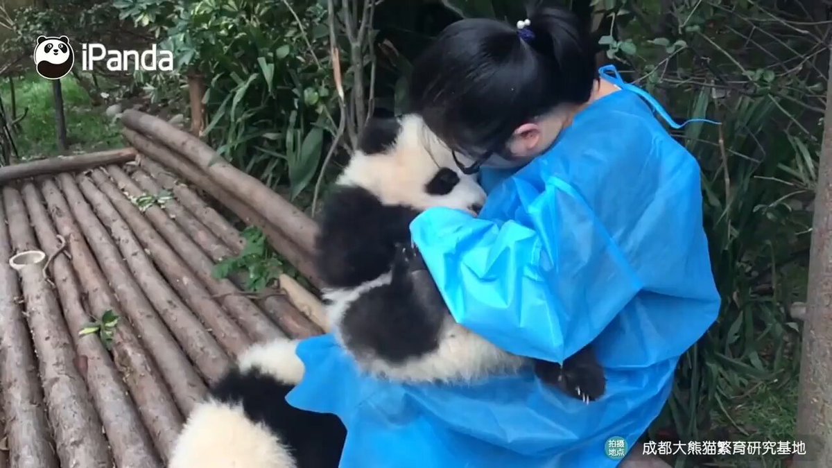 Panda preservation centres in China actually hire people specifically to cuddle and take care of baby pandas 🐼
