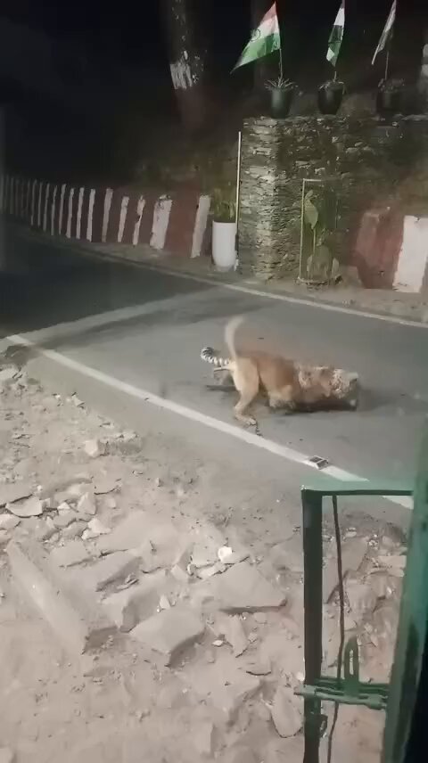 Leopard-human conflict is too common in India. Once they hear their dog screaming for help at night, they already know it's the leopard