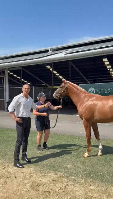 Not preaching! 🎥 I am involved of plenty of purchases who don’t reach our hopes & expectations on race day, but we have a process we use to ⬆️ increase our chances of getting racehorses who can take our Gai Waterhouse AO owners to the big races on the big days. Here is an insight into what we look for on type in our yearling purchases - Inglis Lot 641 a colt by IN THE CONGO Similar to our previous video with the Anamoe filly - but a different horse with different strengths 💪 Note: if you have not seen his 3/4 sister win her debut by 8L & then her Gr2 by 4L at her second start - see comments below ✈️