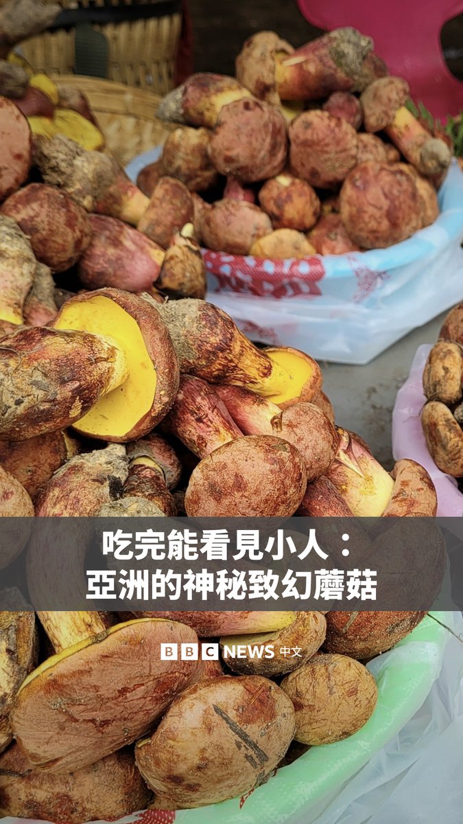 每年，中国云南的医院都会接诊一批特殊患者——他们都说自己看见了“小人”。这一切的源头，是一种蘑菇。它虽是当地的传统食材，却在其他地方鲜为人知。 直到近年，这种广布世界的蘑菇才进入科学视野。科学家们正试图找出导致其产生幻觉的未知化合物，并借此窥探人脑的未知领域。