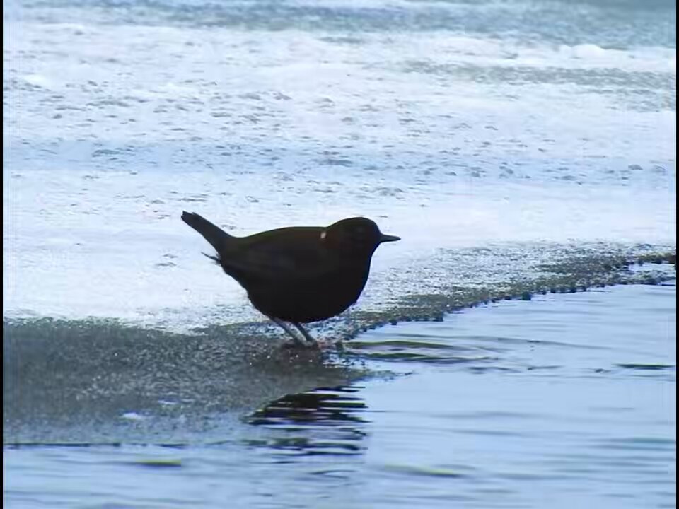 氷の上でカワガラスが尾羽を振りながら水中を覗いたり、羽づくろいしたりして可愛いかったです。 さえずりも最近よく聞こえ、耳でも癒されてます。