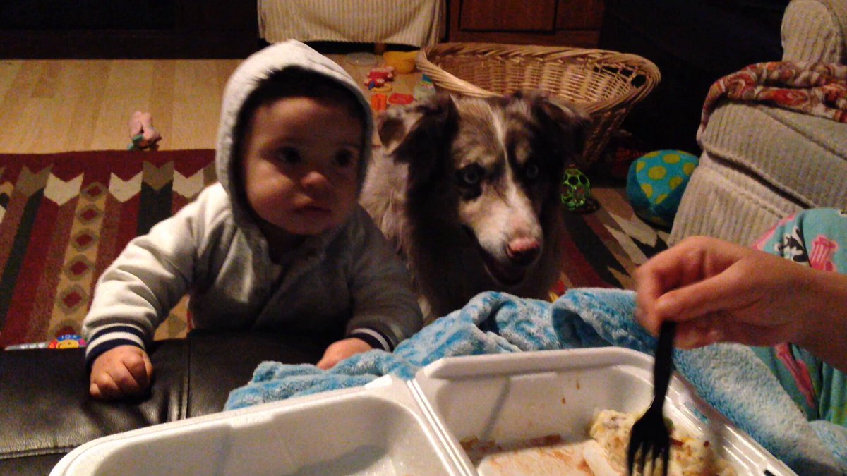 Parents try to teach their baby to say ‘Mama,’ but they didn’t expect their dog to try to say it too.