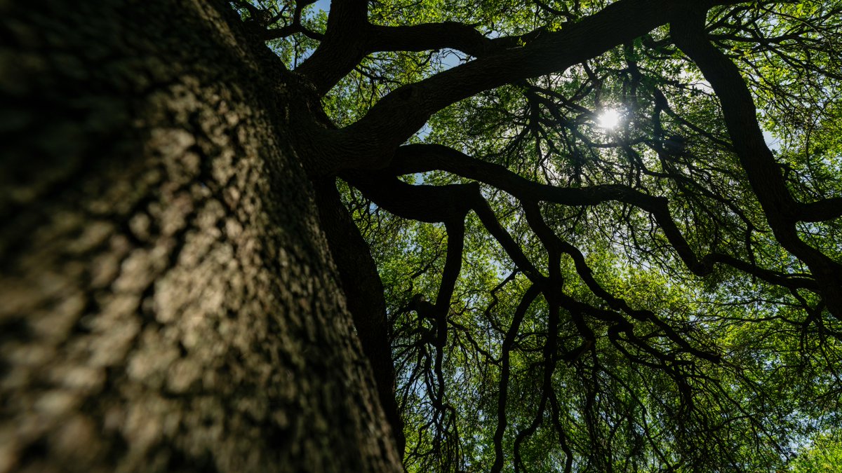 Grown from the soil of our city. 🌳🌳 We are Rooted in ATX.