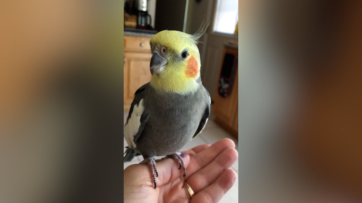 Say hello to Sonny, the world's oldest cockatiel, who recently celebrated their 32nd birthday 🐦