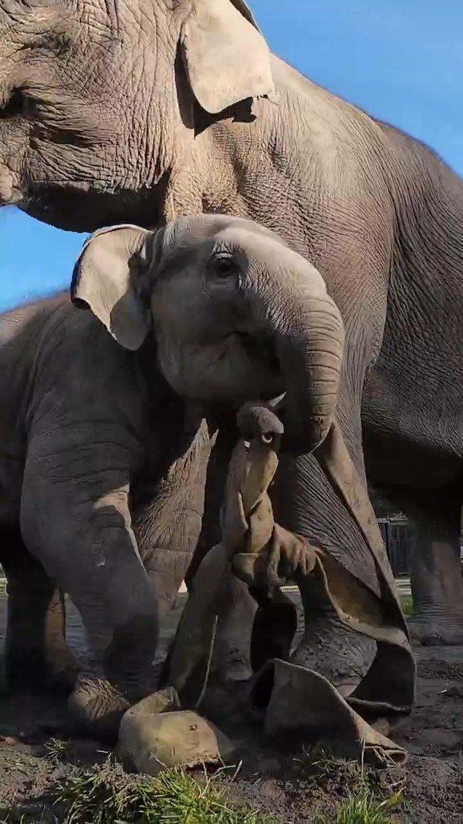 tiny trunk tug toy tuesday