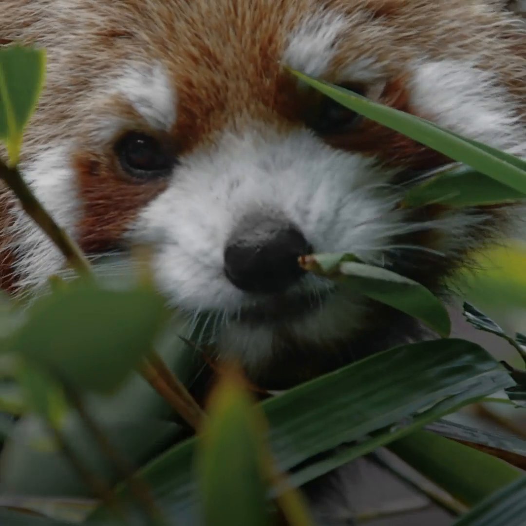 Red pandas really, really, really like bamboo 😂 #InsidetheEnchantedForests is now streaming on Disney+