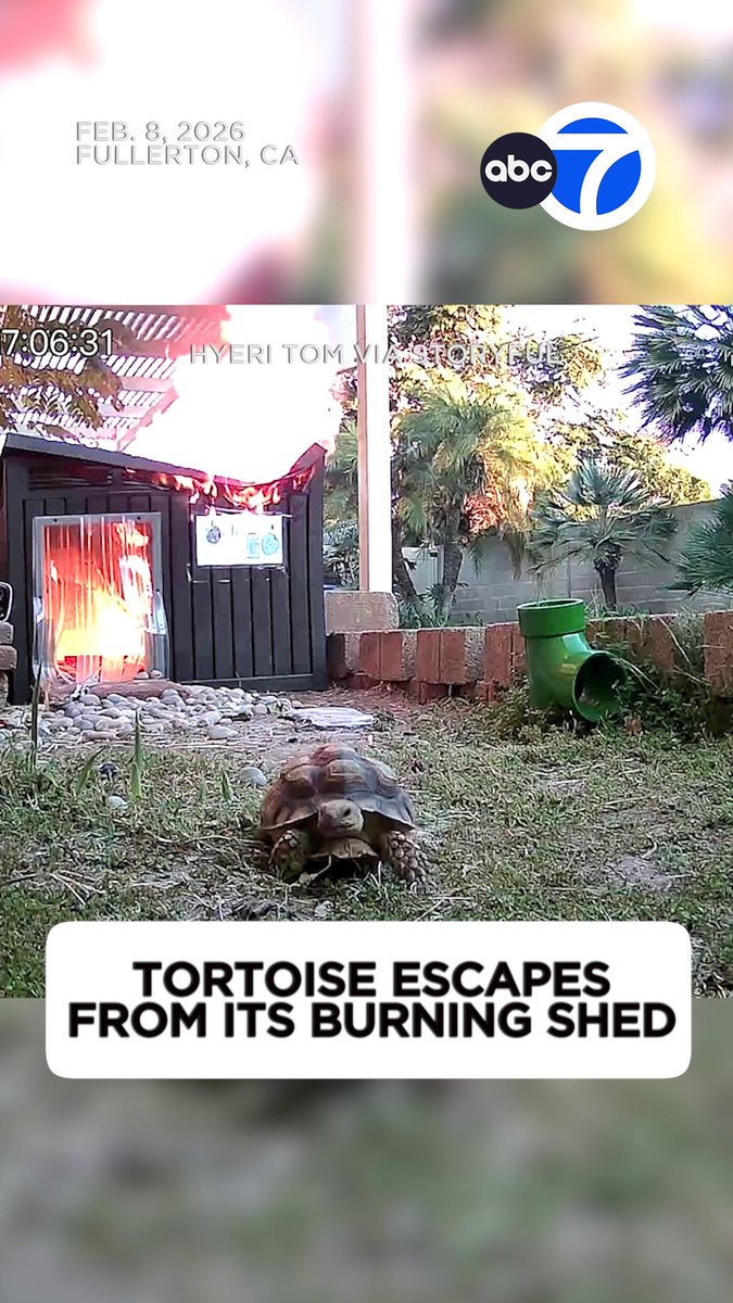 A tortoise in Fullerton narrowly escaped a fire that destroyed the shed she lives in after a heat lamp fell and ignited her enclosure. 🐢 Hyeri Tom says she was away at a friend’s Super Bowl party when the fire started. “Our neighbors saw it, rushed over, and were able to put it out before it spread,” she said.